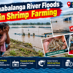 budhabalanga river floods ruin shrimp farming