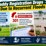 paddy registration drops due to recurrent floods
